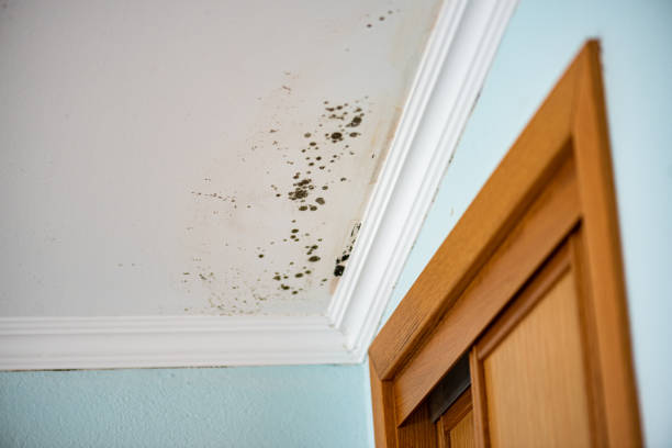 Best Post-Flood Mold Remediation in New Paris, OH