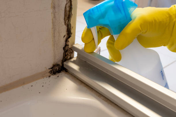 Best Commercial Mold Remediation in New Paris, OH