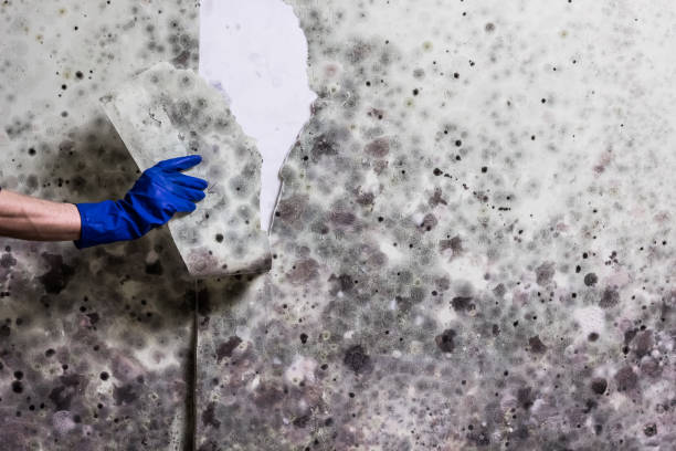 Best Industrial Mold Remediation in New Paris, OH